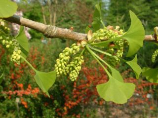the ginkgo tree is particularly resistant to insect pests and