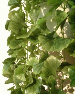 Ginkgo Ivies   37 (95cm)   Artificial Silk Plant Fake Vine Bush