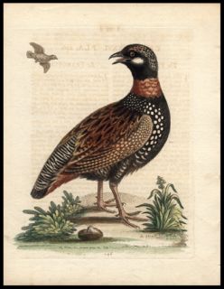 1743 George Edwards Bird Antique Copper Engraving Hand Colored The