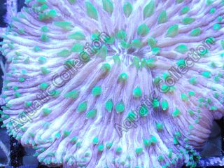 Neon Green Tips Aussie Plate Coral Live Coral