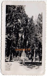 Photo Sequoia National Park Tree Giant Redwood California Forest