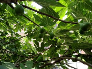  Brooklyn Italian Fruit Fig Tree Cuttings Grow Your Own Plant