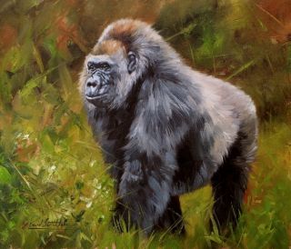 Gorilla Superb David Stribbling Oil Painting