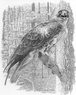 Red Tailed Hawk Bill Harrah Matted Card Avian Bird Art