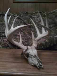 165 in Kansas Whitetail Antlers on Skull 10 Point Lots of Horn Rack