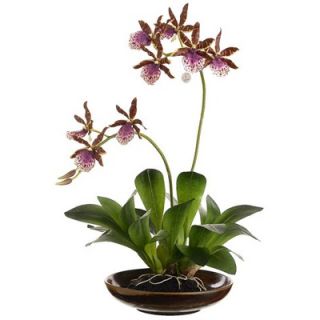 Tori Home 14 Two Zycopettalum Orchid Plant with Ceramic Bowl