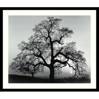 Amanti Art Oak Tree, Sunset City, California, 1962