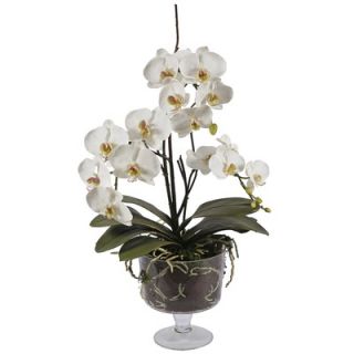 Winward International Glass Vase with Medium Orchid Phalaenopsis