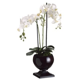 Tori Home 29 Phaleanopsis Orchid with Black Urn in White   LFO262