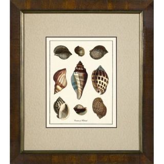 Phoenix Galleries Varieties of Mollusk Framed Print