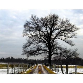 Art Effects Winter Farm Road Wrapped Canvas