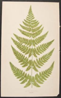 Lowe Lastrea Spinulosa 33 1867 Ferns British and Exotic