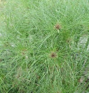 Cyperus Papyrus Seeds