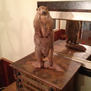 Lifesize Taxidermy Woodchuck Groundhog