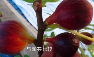 Wuhan Fruit Fig One Year Tree`s Grow Your Own Plant