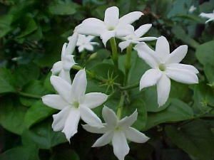 Jasmine   white flowers   fragrant   vine   1 plant