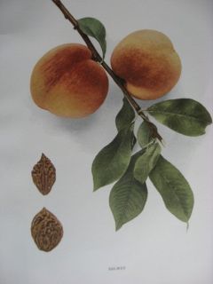  4 H C Hedrick Fruit Prints Peaches of New York 1916
