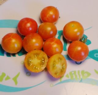 2013 Fresh ✽ 25 Heirloom Tomato Seeds ✽ Isis Candy ✽ Organic