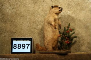 8897 Marmot Lifesize Taxidermy Woodchuck Groundhog