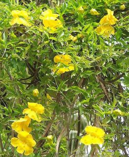 growing vine bears masses of bright yellow trumpet flowers in the