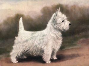 Westie Cute West Highland White Terrier Dog Print