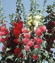 Hollyhock Chaters Double 75 Seeds Perennial Althaea CV