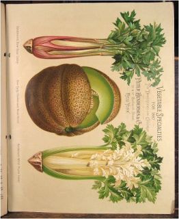 1887 Henderson Seed Catalog w Chromolithograph Plate