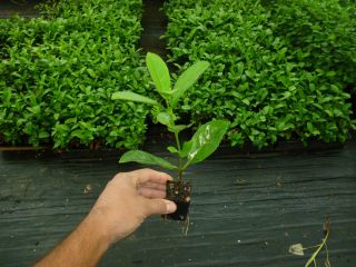 hedge plants sweet viburnum odoratissimum 2 pot ,10 to 15 cm height