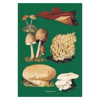 Vintage Art Mushrooms #2   08337 9