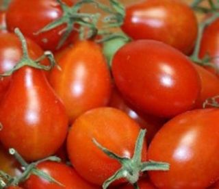 Red Pear Heirloom Tomato Open Pollinated Vegetable 75 Seeds Free Gift