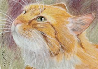 ACEO Original Pastel Drawing Ginger Cat by Anna Hoff
