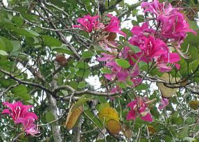  Tree Seeds * RARE PURPLE FLOWER * Purpurea Bauhinia * GROW PATIO PLANT