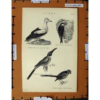 Antique Print C1800 1870 Birds Martin Vulture Titmouse