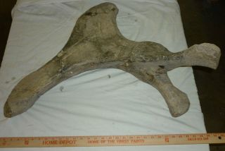 Fossil Stegodon Partial Pelvis Pliocene Age