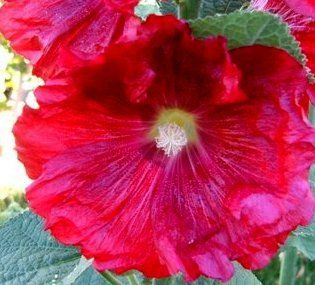 Gourgeous Perennials Frilled Red Hollyhock Seeds