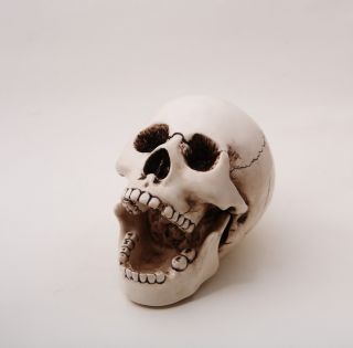  Skull Ceramic Ashtray Homosapien Skullhead Skeleton Halloween