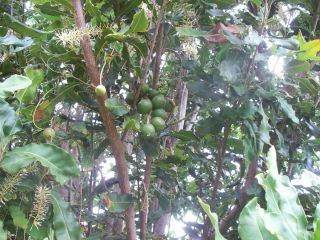 Treats Macadamia Nuts in Shell from Hawaii