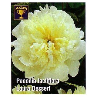 Laura Dessert Peony   AGM WINNER   White and Yellow Patio