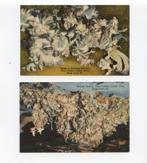Lot 2 Horse Cave KY Postcards Floyd Collins Crystal Cave Helictite