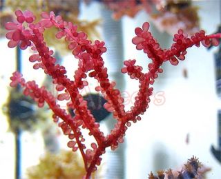 RARE Red Grape Macro Algae Live Coral Refugium
