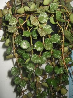 Hoya Curtisii RARE Plant Blooming Size 1 Pot