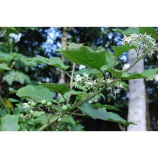 Solanum Touvum (Berenjena Cimarrona, Devils fig) 100 Seed