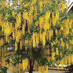 Hummingbird Tree Plant Gold Wisteria 10 Seeds Bonsai Super Garden Gift