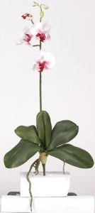 Mini Phalaenopsis Silk Orchid Flower with Leaves   White Dubonet