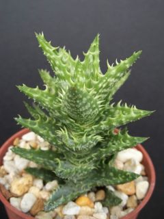  RARE Succulent cacti Indoor Outdoor Plant Agave Cactus 4 Pot