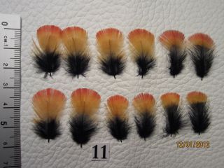 Indian Crow Feathers Sub