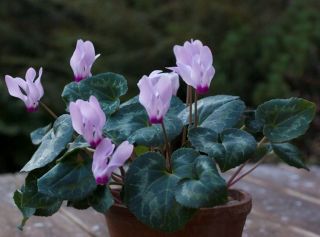  PERSICUM BULBS VERY LOVELY SHADE VIOLETS PLANTS GROW INDOOR/OUTDOORS