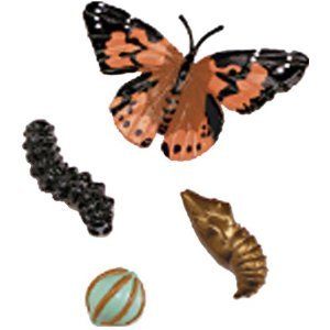 Painted Lady Butterfly Life Cycle Model Insect Lore New