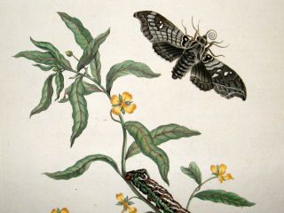 Maria Merian Insects of Surinam 1771 LG Folio Emperor Moth 39