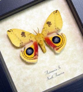 Automeris IO Colorful Real Framed North American Silk Moth 8088